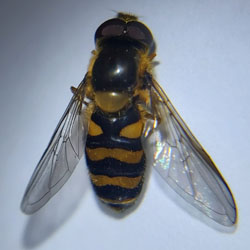 Eupeodes bucculatus